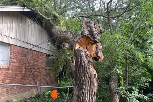 High quality tree removal services in Richland Hills, TX tree removal