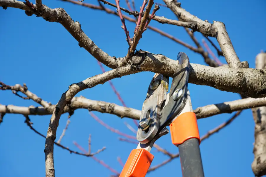 AB Tree Service's Other Services