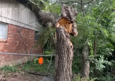 Affordable Tree Service