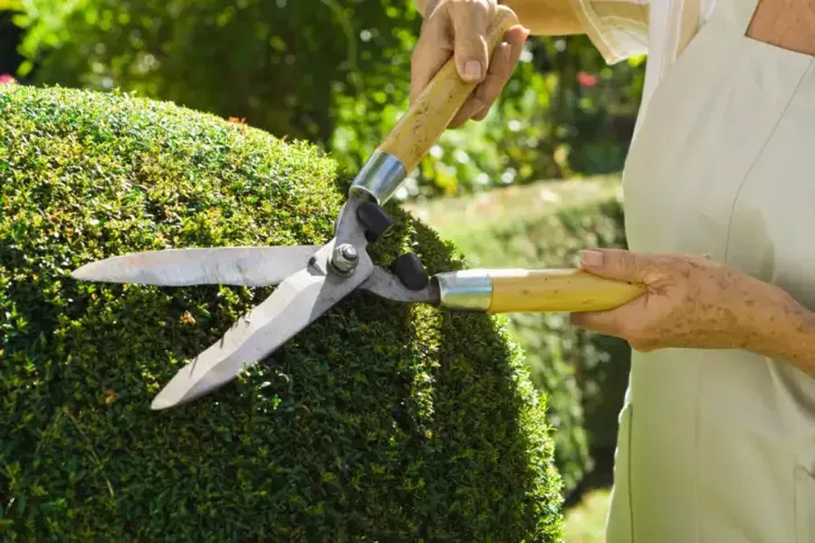 Benefits Of Seasonal Tree Pruning For Healthy Growth Richland Hills, TX
