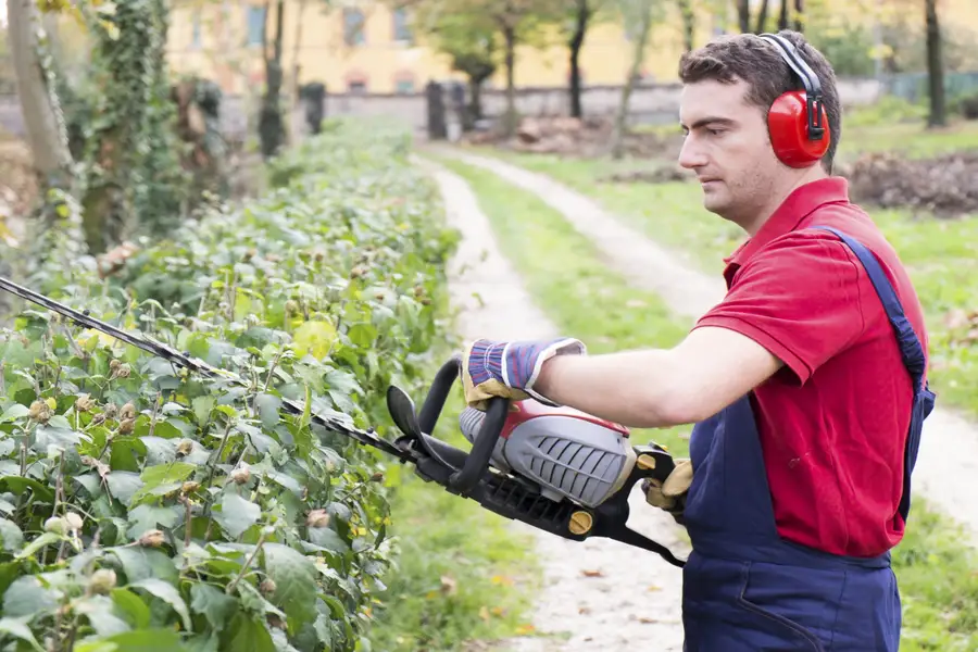 Benefits Of Seasonal Tree Pruning For Healthy Growth in Richland Hills, TX