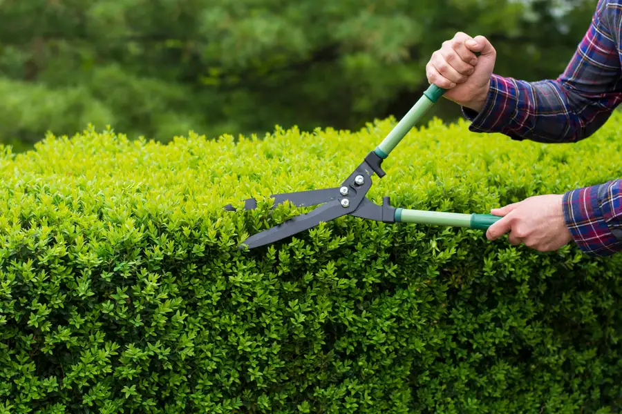 Common Shrub Trimming Mistakes To Avoid in Richland Hills, TX
