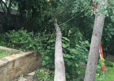 Dependable Tree Trimming