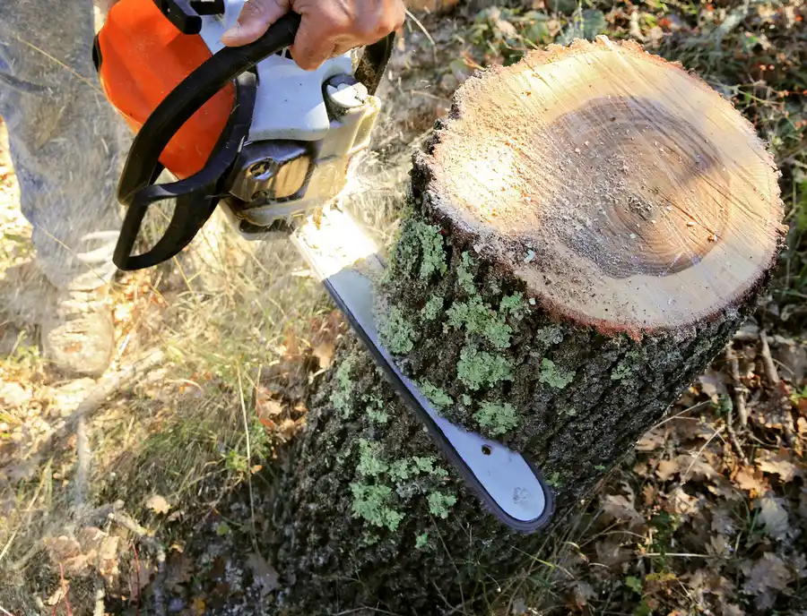 Experienced Tree Cutting Richland Hills, TX