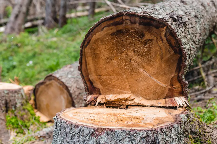 How Tree Cutting Enhances Property Safety And Aesthetics in Richland Hills, TX