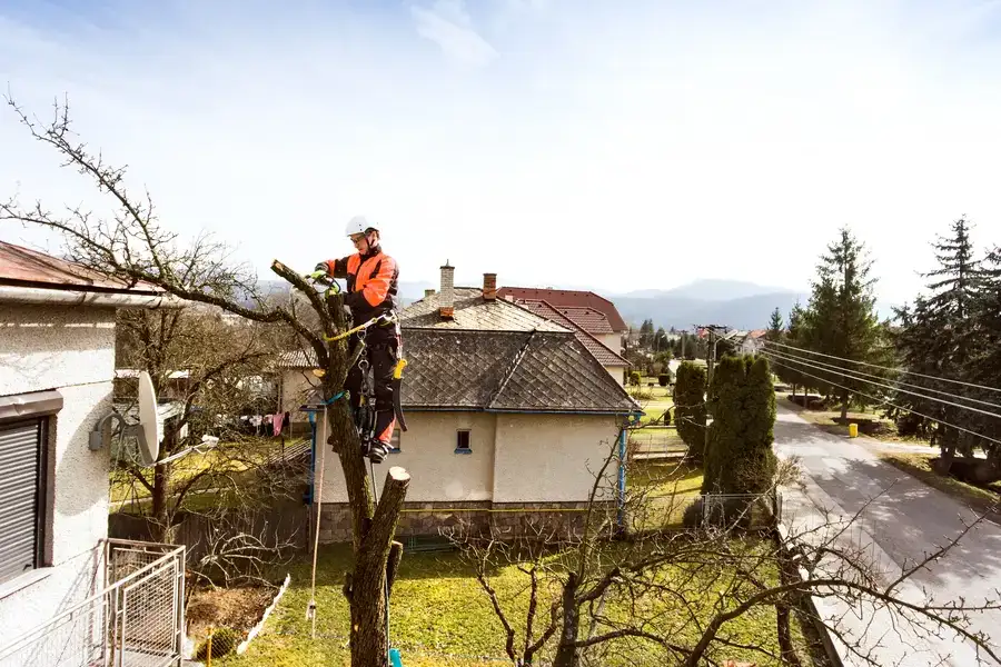 How Tree Maintenance Can Help Mitigate Storm Damage Risks Richland Hills, TX
