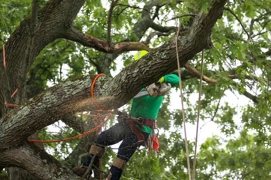 How Tree Maintenance Can Help Mitigate Storm Damage Risks in Richland Hills, TX
