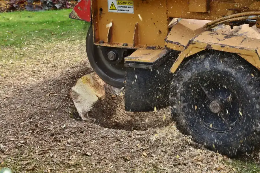 Is Tree Stump Grinding Necessary After Tree Removal Richland Hills, TX