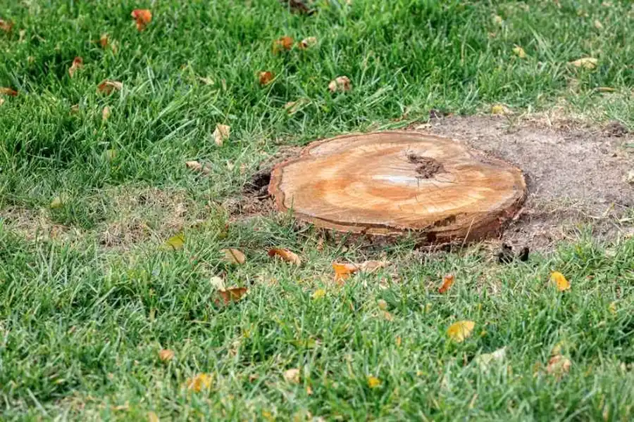 Is Tree Stump Grinding Necessary After Tree Removal in Richland Hills, TX