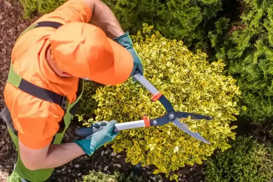 Local Shrub Trimming Richland Hills, TX
