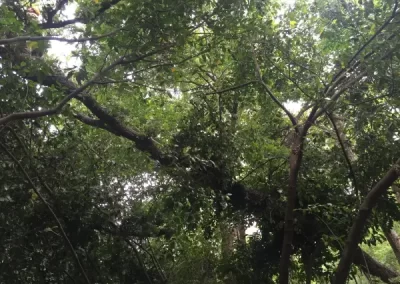 Professional Tree Specialist