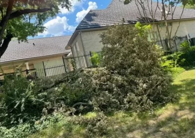 Professional Tree Specialist
