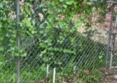 Professional Tree Specialist