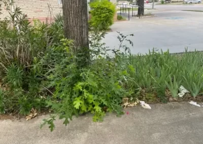 Professional Tree Specialist