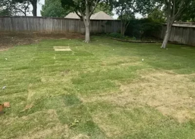Professional Tree Specialist