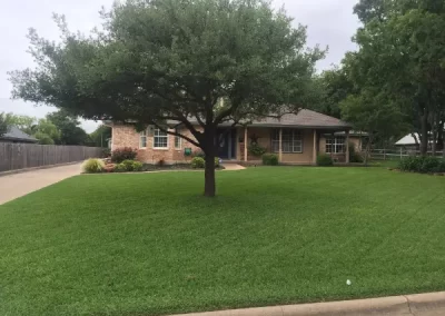 Professional Tree Specialist