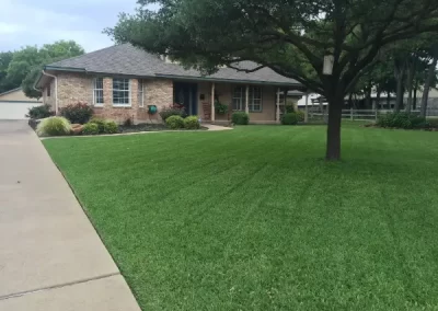 Professional Tree Specialist