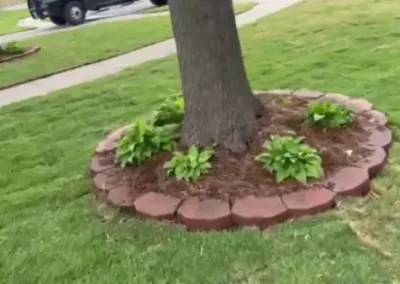 Professional Tree Specialist