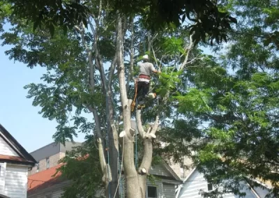 Professional Tree Specialist