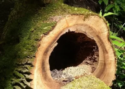 Professional Tree Specialist