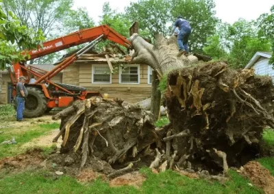 Professional Tree Specialist