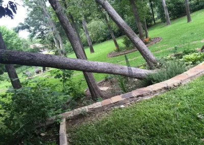 Professional Tree Specialist