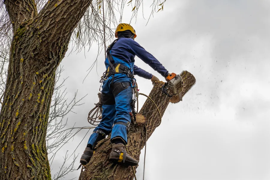 Quality Tree Cutting Richland Hills, TX