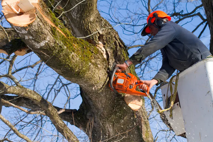 Reliable Tree Maintenance Richland Hills, TX