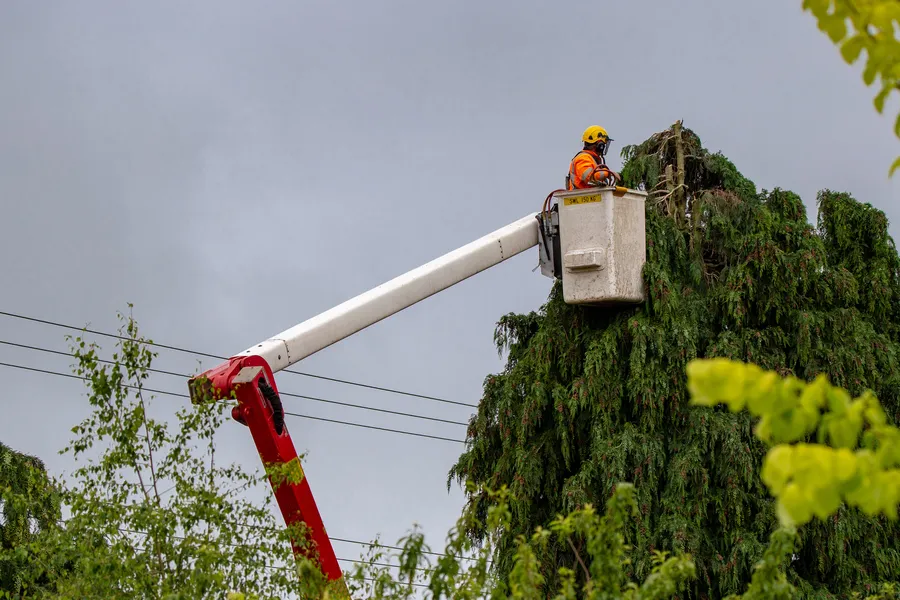 Reputable Tree Maintenance Richland Hills, TX