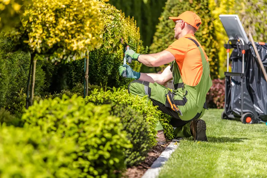 Shrub Trimming