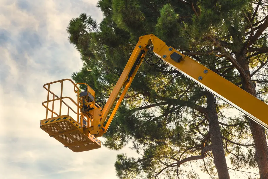 The Role Of Tree Maintenance In Enhancing Landscape Appeal Richland Hills, TX The Role Of Tree Maintenance In Enhancing Landscape Appeal Richland Hills, TX