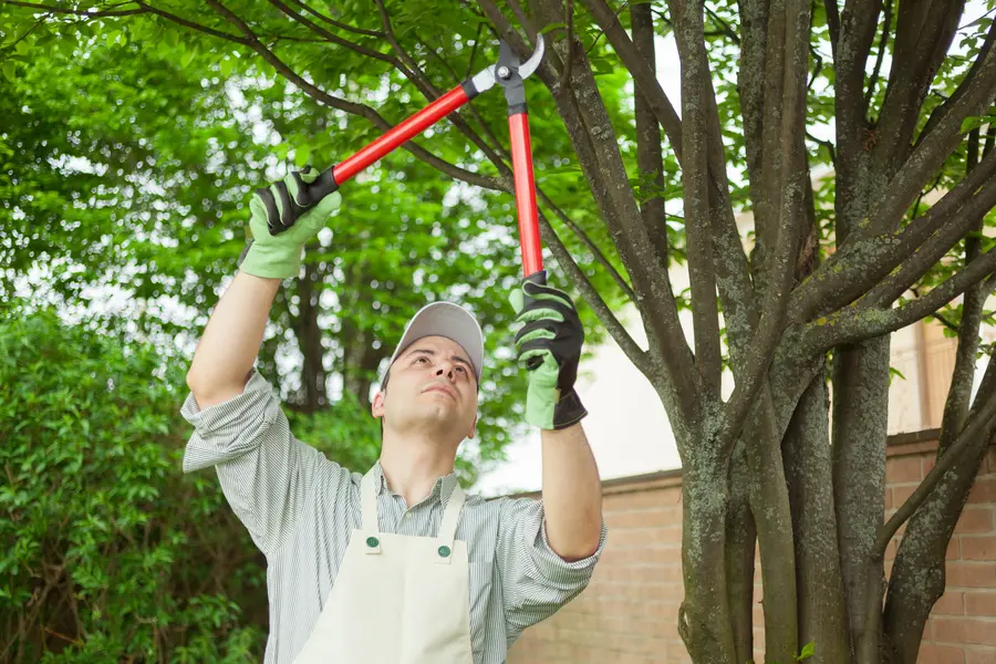 The Role Of Tree Maintenance In Enhancing Landscape Appeal in Richland Hills, TX The Role Of Tree Maintenance In Enhancing Landscape Appeal in Richland Hills, TX