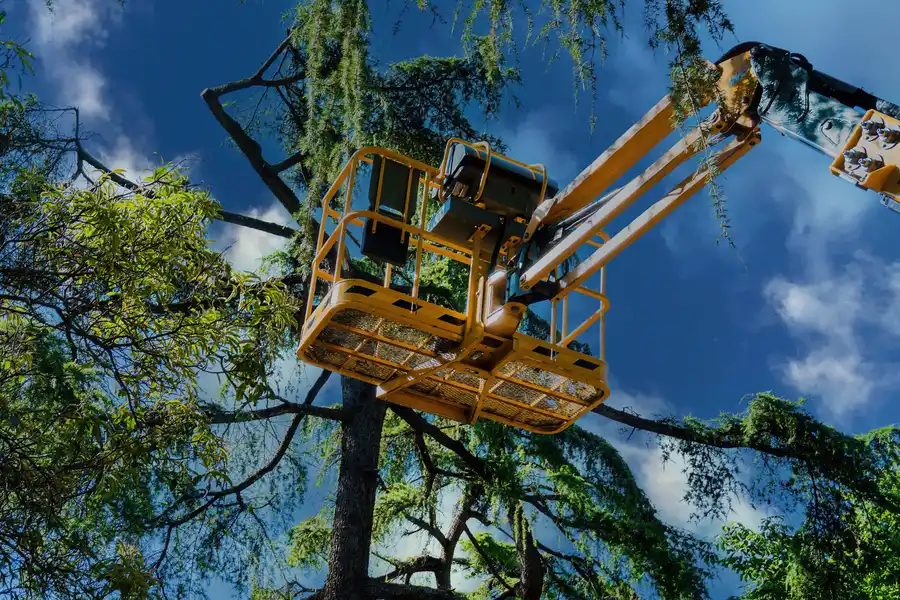 Top-rated Tree Maintenance Richland Hills, TX