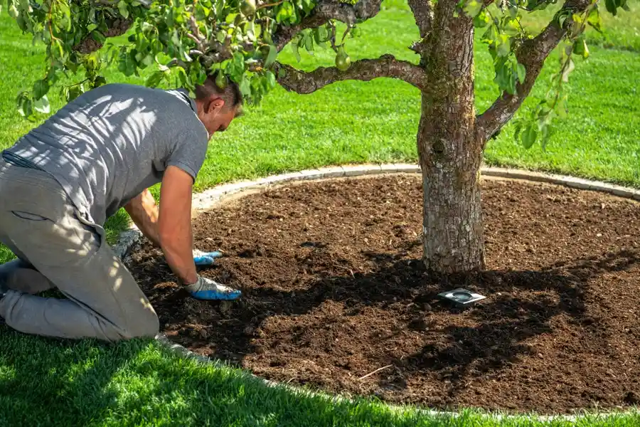 Tree Maintenance