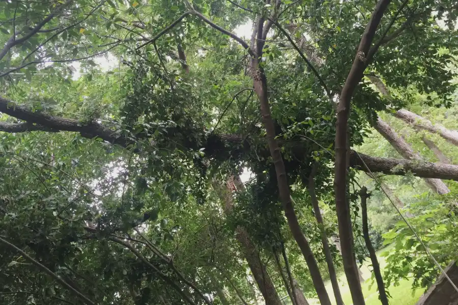 Professional Tree Trimming in Richland Hills, TX