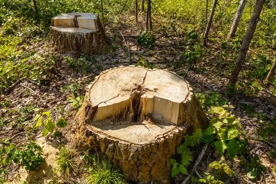 Why Tree Stump Grinding Is Important For Your Landscape in Richland Hills, TX